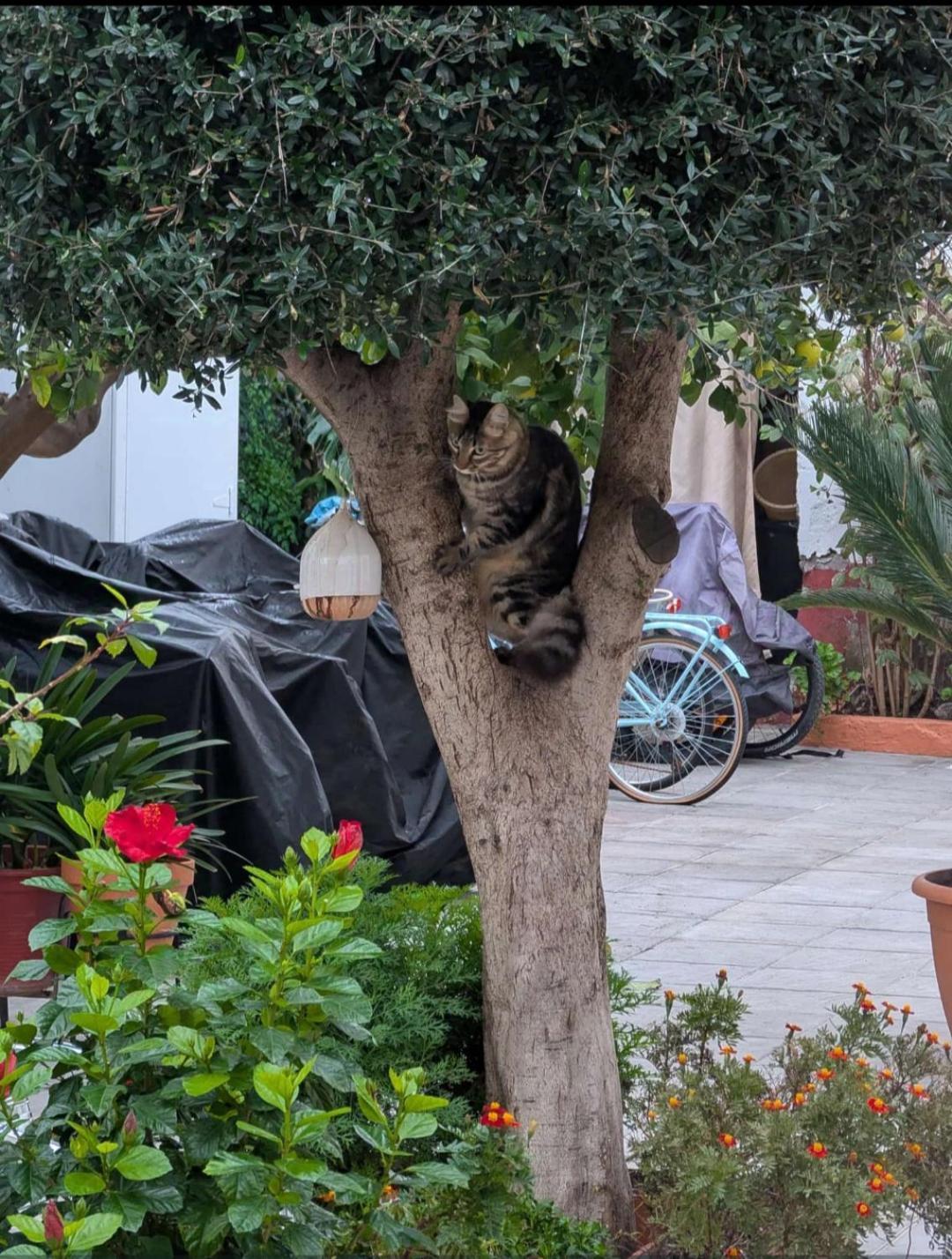Tipico Y Pintoresco Patio De Vecinos, Con Encanto Sevilla Buitenkant foto